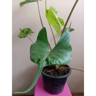 ต้นหางกระเบน (alocasia stingray)