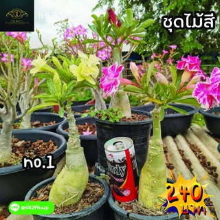 🌿ต้นไม้ ต้นชวนชมไม้ศรี 1 ชุด 3 ต้น ดอกสวย คละสี ต้นสวยๆ น่ารักๆ 🌱🌎ราคาถูก🌎