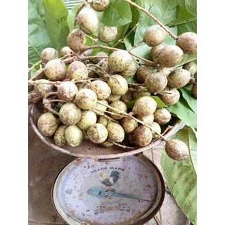 ตะคร้อ 1 ปีมี 1 ครั้ง ขายกิโลละ 35 บาท 💥พร้อมส่ง💥💥