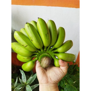 กล้วยไข่จากบ้านสวนเชียงรายปลูกจากธรรมชาติ ไม่มีสารพิษ ขายเป็นหวี อร่อย หวีละ 49 บาท