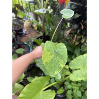 โคโลคาเซีย เลม่อนไลม์  Colocasia Lemon Lime Gecko