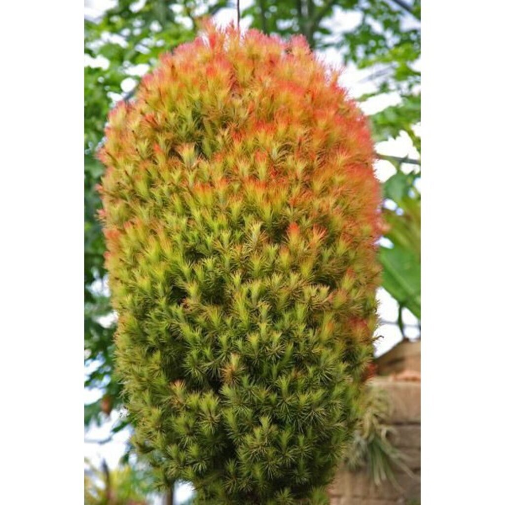 มุมมอง 8