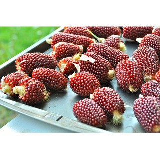 เมล็ด ข้าวโพดสตรอเบอรี่ - STRAWBERRY CORN