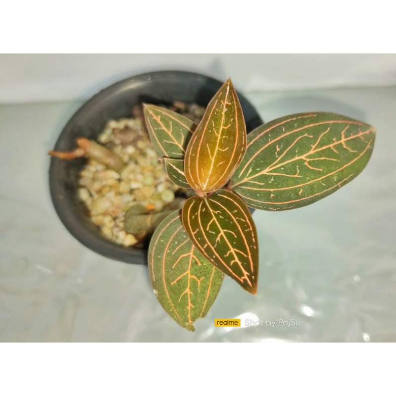 ว่านน้ำทอง Jewel Orchid