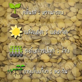 เมล็ดพันธุ์ มะเขือม่วงยักษ์ 150เมล็ด Black Beauty Eggplant Seed เมล็ดพันธุ์แท้ นำเข้าจากต่างประเทศ ปลูกผัก สวนครัว ถูกดี