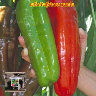 เมล็ดพันธุ์พริกหวานสเปน​แดง ผลใหญ่มากบรรจุ50เมล็ด​ปลูกได้ทุกภาค​ต้องปลูกติดสวนไว้โชว์ความแปลกใหม่ของพริกค่ะ