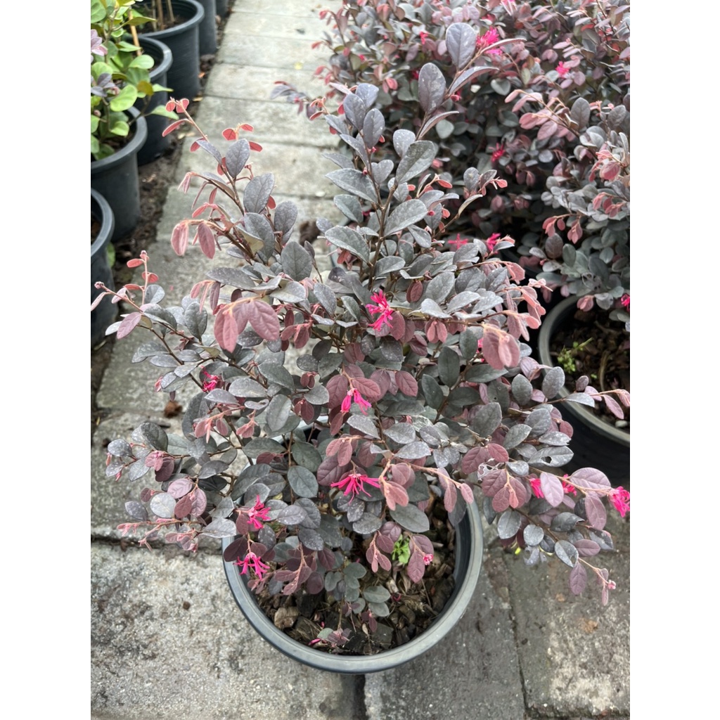 มุมมอง 3