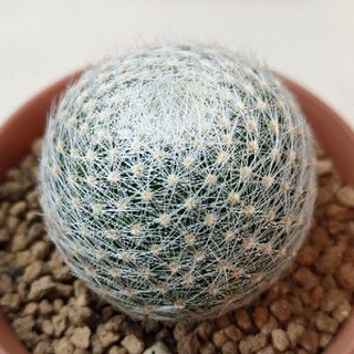 Cake Cactus Farm กระบองเพชร Mammillaria lenta แมม เลนต้า กลมกิ๊ก