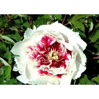 20 เมล็ด เมล็ดโบตั๋น ดอกโบตั๋น ดอกพีโอนี (Peony) สีขาว White Peony