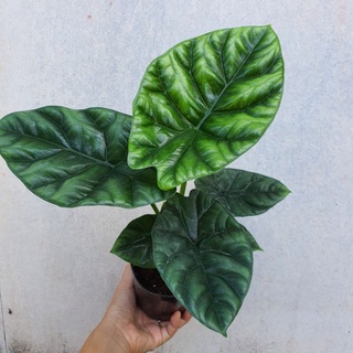 อโลคาเซีย ซินัวต้า ซินูเอต้า alocasia sinuata