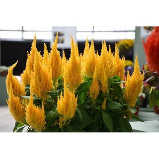 เมล็ดพันธุ์ ดอกสร้อยไก่ สีเหลือง (Celosia Plumos)บรรจุ 100 เมล็ด ความสูงประมาณ 15-20 ซม.