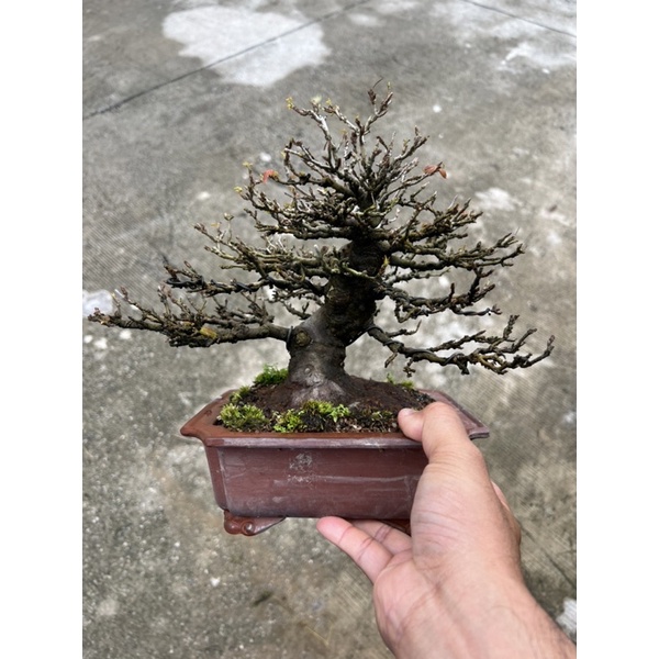 Kaede Japanese maple bonsai.