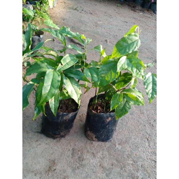 ต้นย่านางต้นละ 40บาท