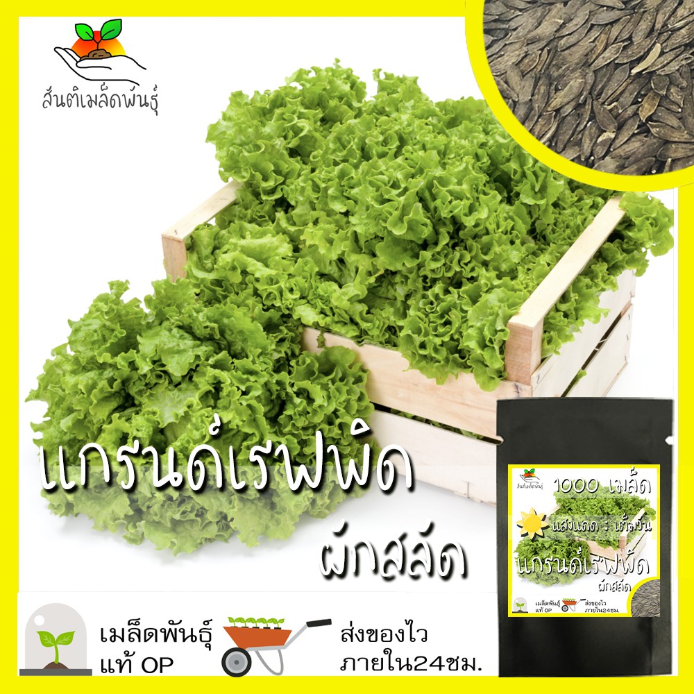 เมล็ดพันธุ์ ผักสลัด แกรนด์เรฟพิด 1000เมล็ด Grand Rapids Lettuce Seed เมล็ดพันธุ์แท้100%นำเข้าจากต่างประเทศ ปลูกผัก ถูกดี