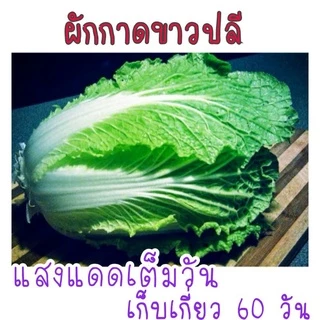 เมล็ด​พันธุ์​ ผักกาดขาวปลี​ 500-800 เมล็ด​