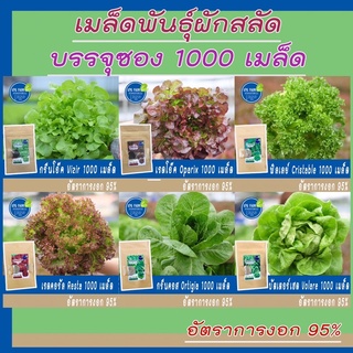 เมล็ดผักสลัด 1000 เมล็ด ชนิดเปลือยคัดพิเศษ อัตราการงอก95%