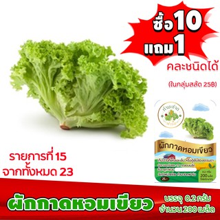 (ซื้อ10แถม1 ฟรีคู่มือ) เมล็ดพันธุ์ ผักกาดหอม เขียว GRAND RAPIDS (0.2 กรัม 200 เมล็ด) ทำมะชาดฟาร์ม  ผักสลัด