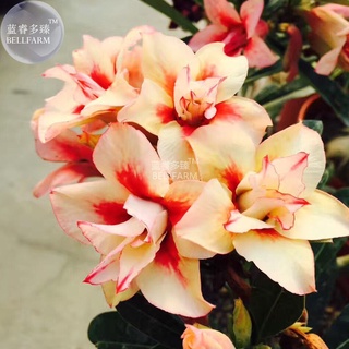 12 เมล็ด เมล็ดพันธุ์ ชวนชม สายพันธุ์ไต้หวัน ดอกสีส้ม โอรส Adenium Seeds