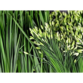 เมล็ดพันธุ์ กุยช่าย ผักแป้น Garlic Chives 220 เมล็ด [ 10 เเถม 1 คละได้]