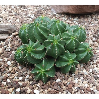 ยูโฟเบีย เมโลฟอมิส  (Euphorbia meloformis)