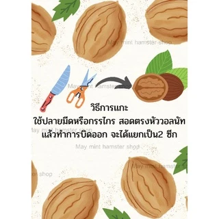 (MMPetShop)ลูกสน วอนัท ไผ่หวาน ไม้แอปเปิ้ล และ เซตลับฟัน ไว้ลับฟันหนูแฮมสเตอร์และสัตวและขนาดเล็กอื่นๆ