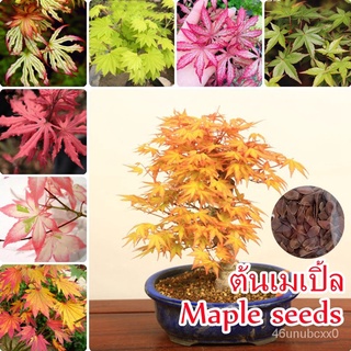 （คุณภาพสูง เมล็ด）บอนสี 50เมล็ด ต้นเมเปิ้ล Maple Tree Seeds เมล็ดพันธุ์เมเปิ้ล ต้นไม้ประดับ ต้นไม้ฟอกอากาศ ต้นไม้มงคล ต้น