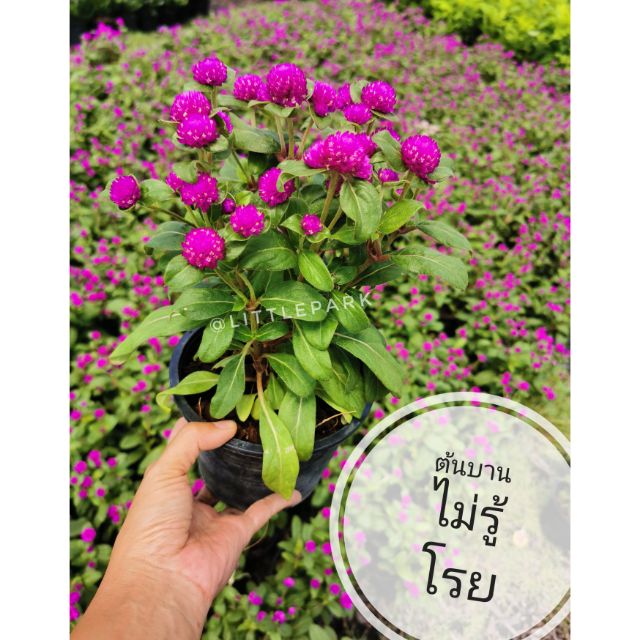 ต้นบานไม่รู้โรย​ สีบานเย็น​ ต้นจริง ติดดอกพร้อมบาน