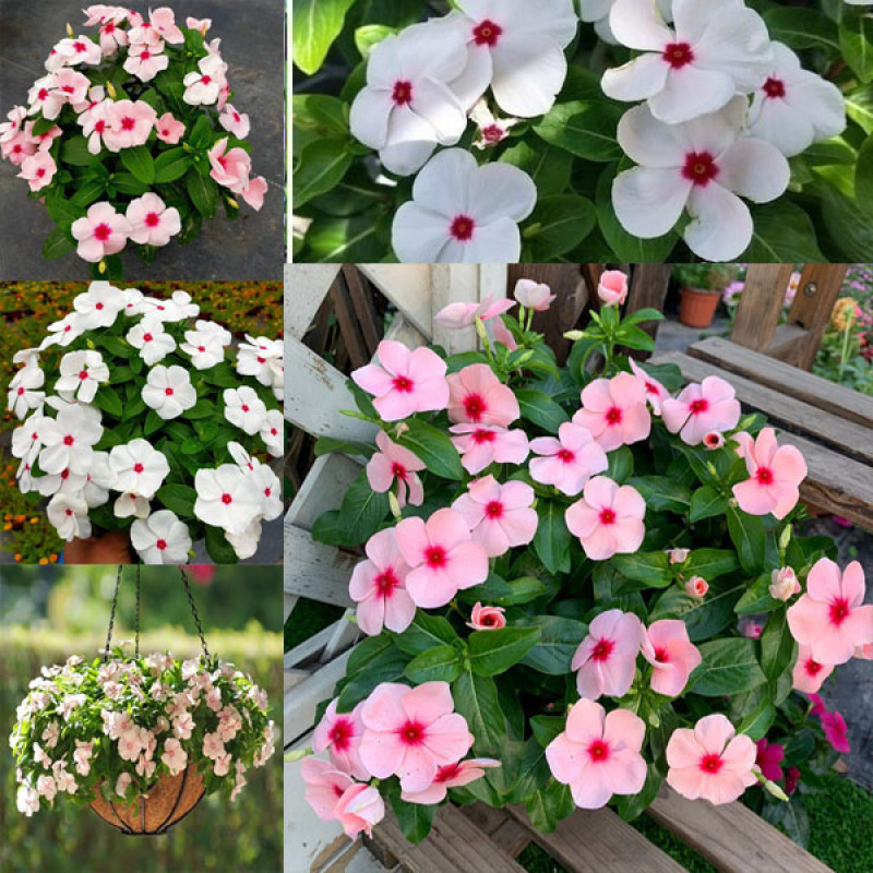 พร้อมสต็อกประเทศไทย Mixed Periwinkle Seeds Bonsai Flower Vinca Seed ต้นไม้มงคล ต้นไม้ประดับ Flower S