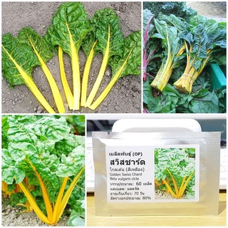 เมล็ดพันธุ์ สวิสชาร์ดสีเหลือง (Golden Swiss Chard Seed) บรรจุ 100 เมล็ด คุณภาพดี ราคาถูก ของแท้ 100%