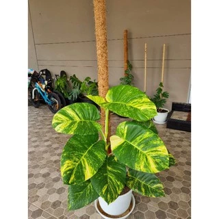ถูกมาก!!! 🌿เสาไม้เลื้อย/ดามต้นไม้