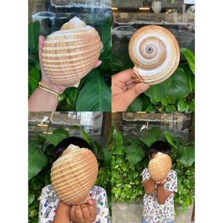 เปลือกหอยโข่งบางน้ำตาล ขนาดใหญ่ วัดยาว13-15CM อ้วนใหญ่
