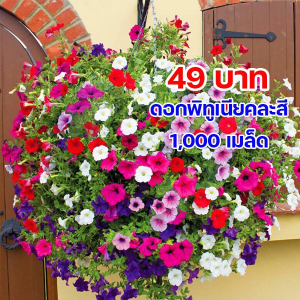 🔥AUGIE888 ลด70.-🔥 🌷ดอกพิทูเนีย 1,000 เมล็ด 🌷Mixed Petunia Flower