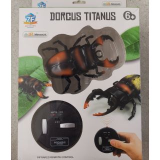 แมลงบังคับ ด้วงบังคับ DORCUS TITANUS