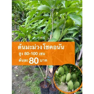 ต้นมะม่วงโชคอนัน ต้นละ 80 บาท (ชุด 10 ต้น)