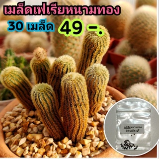 🔖ลด 50%💥เมล็ดเฟเรีย หนามทอง🌵Frailea mammifera💥รอบเก็บ 2/8/2022🌷เมล็ดกระบองเพรช เมล็ดแคคตัส