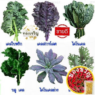 ชุดเคล10แถม1!!ถูกที่สุด 10 บ.เมล็ดพันธุ์ชุดคะน้าเคล 5-100 เมล็ด ขายดีที่สุด เคลใบหงิกเคลสการ์เลต เคลแดงรัสเซียมะละกอ/ทาน