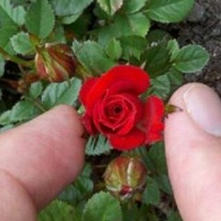 เมล็ดพันธุ์ กุหลาบมินิ Rose Seeds ดอกเล็ก สีแดง ต้นไม้แคระ นำเข้าจากต่างประเทศ 30 เมล็ด