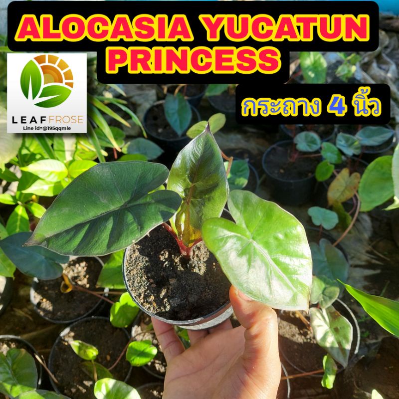 Alocasia Yucatun Princess  อโลคาเซีย ยูคาตัน ก้านใบออกชมพู ปริ้นเซส ( ไม่ใช่) บอนสบู่ดำ เเละ (ไม่ใช่)  ต้นพญาลิงดำ
