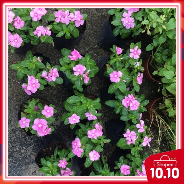 ดอกนาฬิกา 4 ดอกในpolybag พื้นที่จัดส่ง Seri Kembagang/ bukit Jalil/bandar puchong