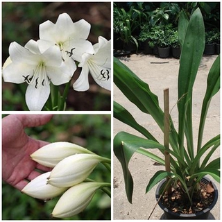 หัวหน่อ ว่านมหาบัว ดอกขาว Crinum moorei ดอกสวย กลิ่นหอมฟุ้งกระจาย คนไทยสมัยโบราณรู้จักและนิยมปลูก