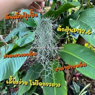 ต้นเคราฤาษี/มอสสเปน ทิลแลนเซีย สัปปะรดอากาศ เคราฤๅษีหางกระรอก ช่วยดักจับฝุ่นpm2.5 ฟอกอากาศในบ้าน คัดดำออกแล้ว มีราคาส่ง