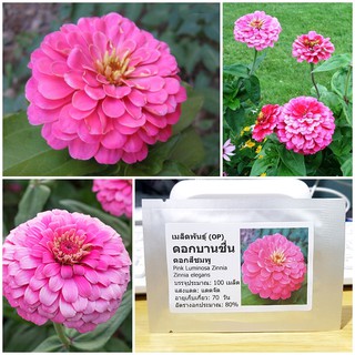 เมล็ดพันธุ์ ดอกบานชื่นสีชมพู (Pink Luminosa Zinnia Seed) บรรจุ 100 เมล็ด คุณภาพดี ของแท้ 100%
