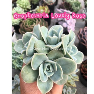 Graptoveria Lovely Rose