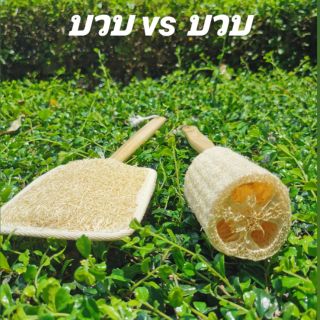 บวบไม้ธรรมชาติขัดหลัง Natural loofah stick for back scrub