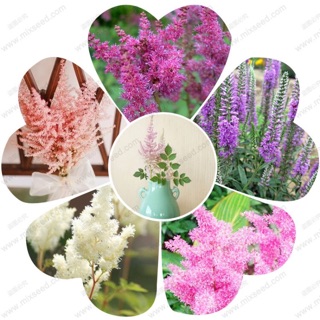 เมล็ด อัสดง Astilbe รวมหลากสี