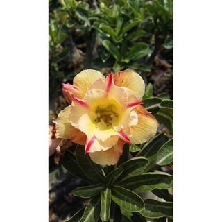 12 เมล็ด เมล็ดพันธุ์ ชวนชม สายพันธุ์ไต้หวัน ดอกสีเหลือง Adenium Seeds