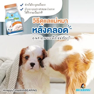 BEARING Supplement แคลเซียม อาหารเสริม สัตว์เลี้ยง วิตามินรวมสุนัข บำรุงร่างกาย กระดูกและฟันแข็งแรง 135g