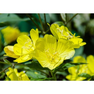 อีฟนิ่ง พริมโรส (Evening Primrose) เมล็ดพันธุ์ สมุนไพรฝรั่ง