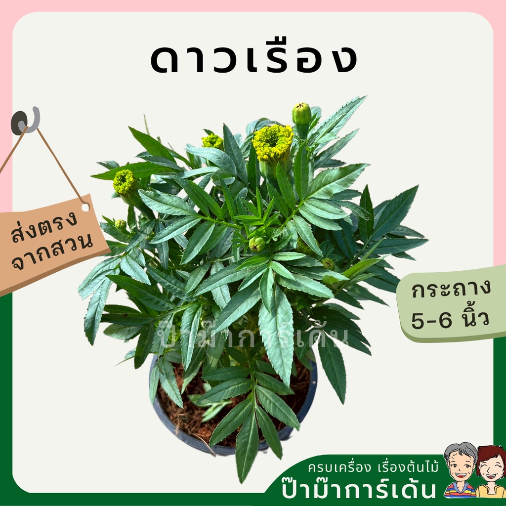 มุมมอง 6