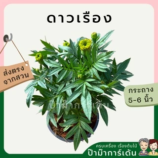 ต้นดาวเรือง พร้อมกระถาง 5-6 นิ้ว ไม้แดด